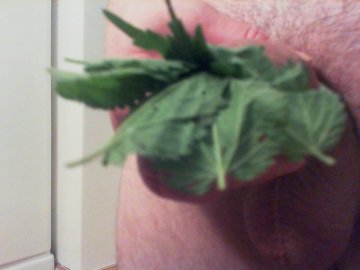 nettle photo 23